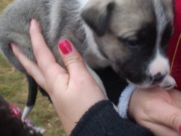 Mikulás ment Békésről Bélfenyérre