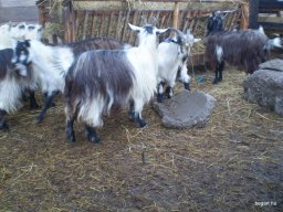 Mikulás ment Békésről Bélfenyérre