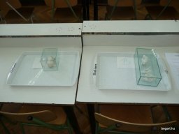 Komplex TTK vetélkedő 2012