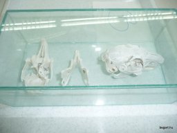 Komplex TTK vetélkedő 2012