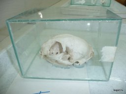 Komplex TTK vetélkedő 2012