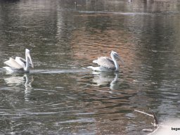 Kirándulás az állatkertben