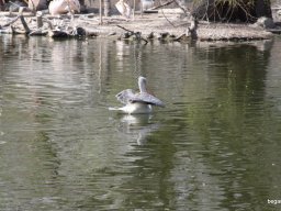 Kirándulás az állatkertben