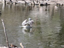 Kirándulás az állatkertben