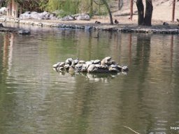 Kirándulás az állatkertben