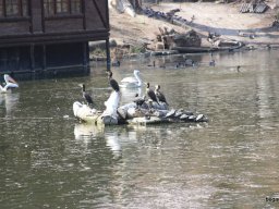 Kirándulás az állatkertben