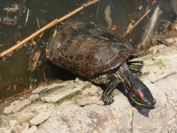 Kirándulás az állatkertben