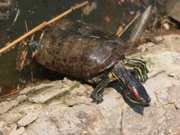 Kirándulás az állatkertben