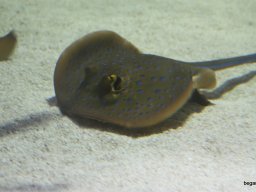 Kirándulás az állatkertben