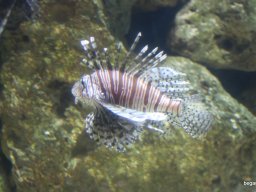 Kirándulás az állatkertben