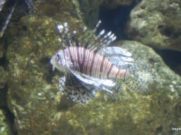 Kirándulás az állatkertben