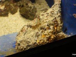 Kirándulás az állatkertben