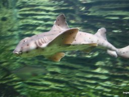 Kirándulás az állatkertben