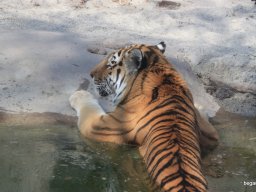 Kirándulás az állatkertben