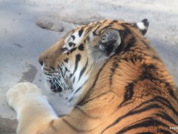 Kirándulás az állatkertben