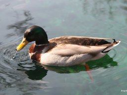 Kirándulás az állatkertben