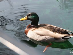 Kirándulás az állatkertben