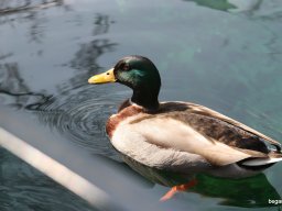 Kirándulás az állatkertben