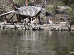 Kirándulás az állatkertben