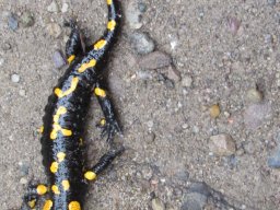 Nyárköszöntő túra a BEG Barangolókkal