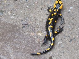 Nyárköszöntő túra a BEG Barangolókkal