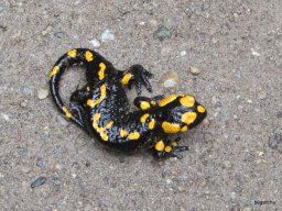 Nyárköszöntő túra a BEG Barangolókkal