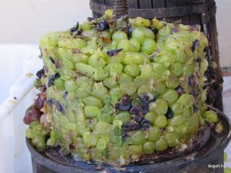 Szüreti mulatság 2014