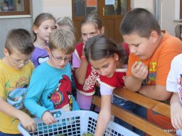 Szüreti mulatság 2014