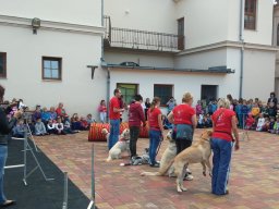 Állatok világnapja