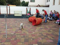 Állatok világnapja