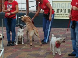 Állatok világnapja