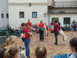 Állatok világnapja