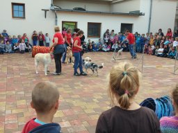 Állatok világnapja