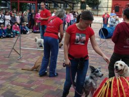 Állatok világnapja