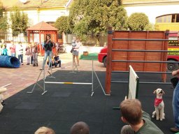 Állatok világnapja