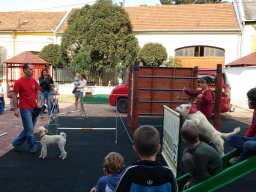 Állatok világnapja