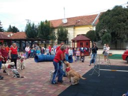 Állatok világnapja