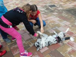 Állatok világnapja