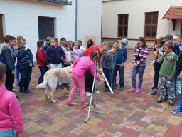 Állatok világnapja