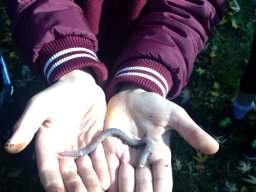 Amikor a lecke életre kel…