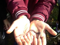 Amikor a lecke életre kel…