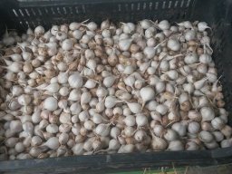 Mécses Egyesület Mezőberény