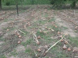 Mécses Egyesület Mezőberény