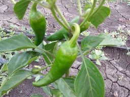 Mécses Egyesület Mezőberény