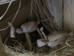 Megjött a Jézuska!