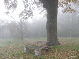 Segesvár - diákcsere képekben 