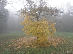 Segesvár - diákcsere képekben 