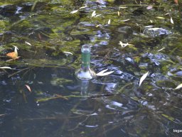 X- szolgálat a szakközépben