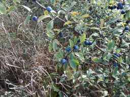 Erdei kiránduláson a 2.b osztály