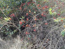 Erdei kiránduláson a 2.b osztály